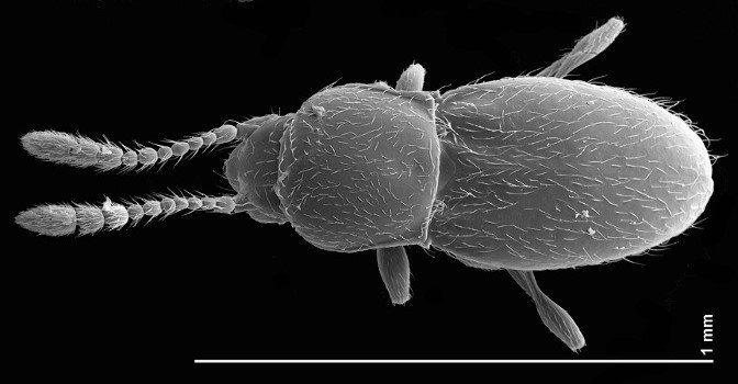 SEM image of Cephennium aridum from the Burns Piñon Ridge Reserve. Image provided by Mike Caterino.