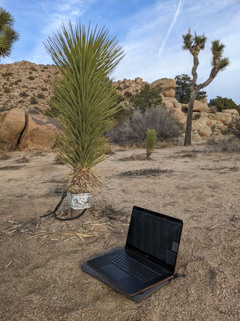 Joshua-tree-with-sap-flow-sensor-and-lapto