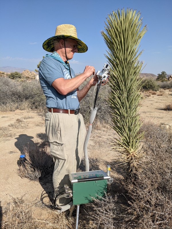 Joshua-tree-with-sap-flow-sensor-and-lapto