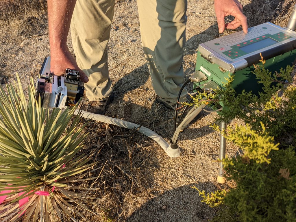 Portable Infrared Gas Analyzer measurements of Joshua tree photosynthesis